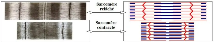 Rôle du muscle squelettique strié dans la conversion de l’énergie